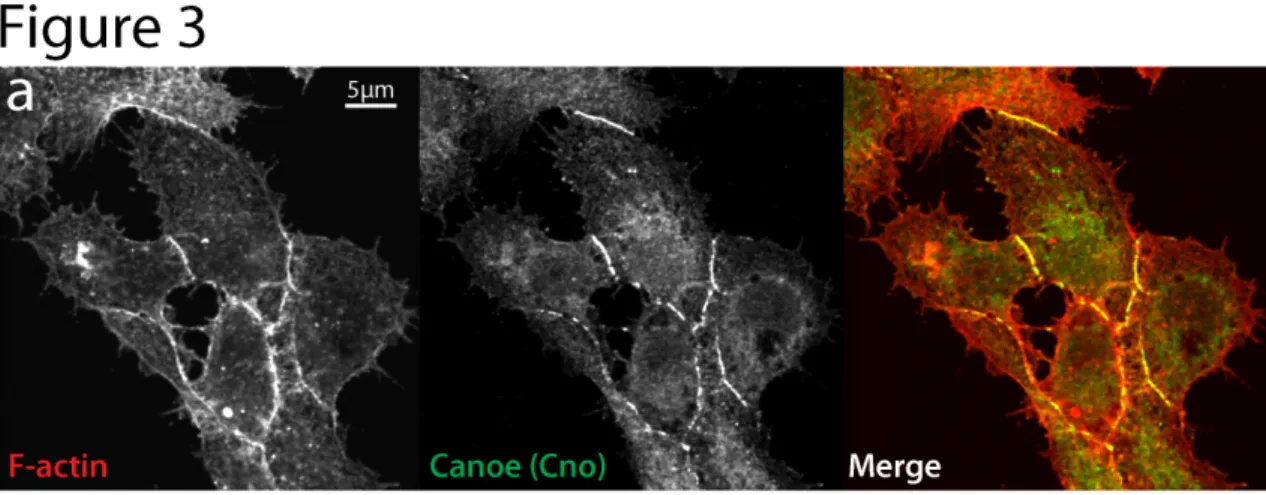 Figure 2-3. Immunofluorescence localization of cell-cell junction protein  Canoe (Cno) in D17 cells