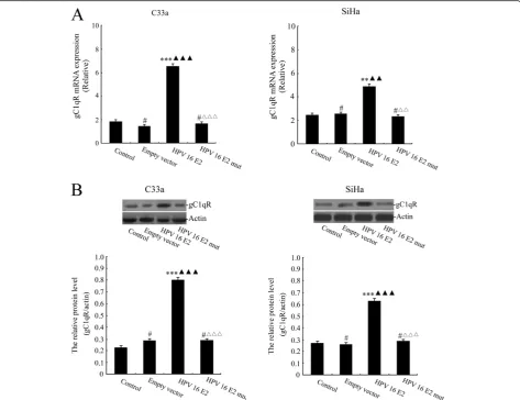 Figure 2 The effect of HPV 16 E2 on gC1qR expression levels in cervical squamous carcinoma cell lines (C33a and SiHa)
