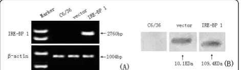 Figure 11 Semi-quantitative RT-PCR. Semi-quantitative RT-PCR ofeach life stage showed the relative amount of amplified transcripts ofIRE-BP 1 (panel 1) in comparison with amplified mosquito b-actin genetranscripts (panel 2)