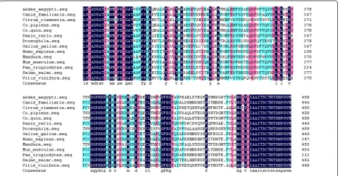 Figure 4 Amino acid sequence alignment of IRE-BP 1. Amino acid sequence alignment of IRE-BP 1 in different species
