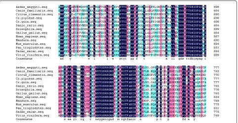Figure 6 Amino acid sequence alignment of IRE-BP 1. Amino acid sequence alignment of IRE-BP 1 in different species