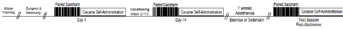 Figure 3.1. Experimental Timeline. Schematic diagram of task. See text for details on task  procedure