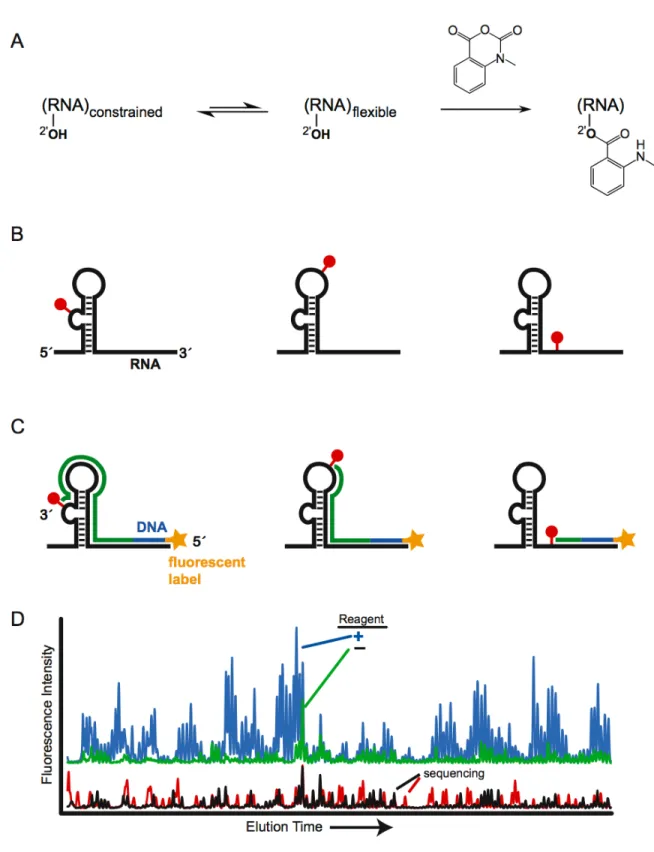 Figure  1.2.  High‐throughput  RNA  SHAPE  chemistry.  (A)  Mechanism  of  RNA  SHAPE  chemistry. (B) Selective 2´‐hydroxyl acylation and (C) analysis by primer extension. (D)  Resulting capillary electropherogram. 