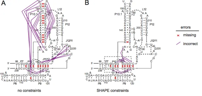 Figure  2.7.  Comparison  of  the  known  secondary  structure  for  the  B.  subtilis  RNase  P  specificity  domain  with  (A)  simple  algorithmic  prediction  based  on  a  thermodynamic  model  alone  and  (B)  as  constrained  by  RNA  SHAPE  reactiv