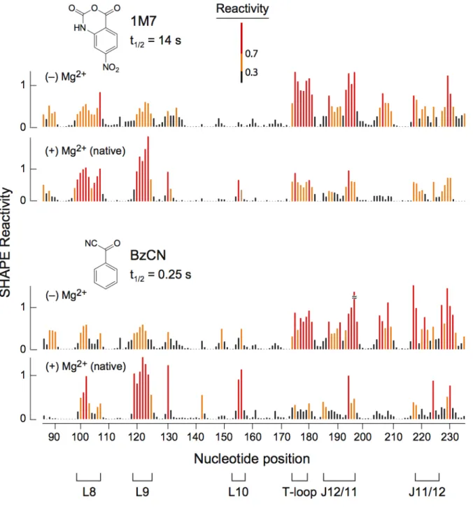 Figure  4.2.  Histograms  comparing  absolute  SHAPE  reactivities  for  the  RNase  P  specificity domain in the presence and absence of Mg 2+  obtained using 1M7 (top) and  BzCN (bottom). Loop (Lx) and joining structure (Jx) landmarks are emphasized.  