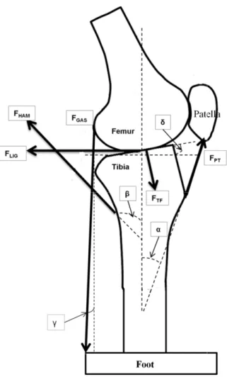 FIGURE 3.2  The knee geometry and muscle forces.