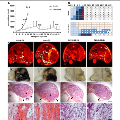 Figure 3 Therapy of ME in PC14PE6-RFP tumor-bearing mice upon systemic injection of GLV-1h68.mice were either mock-infected or treated with 1 × 10accumulation of solid/semi-solid cellular components (asterisk) are indicated in T (A-B) PC14PE6-RFP tumor-bea