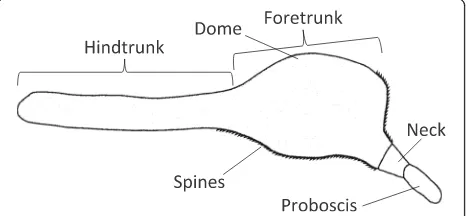 Fig. 1 Schematic drawing of the external morphology ofCorynosoma spp.