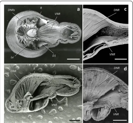 Fig. 4 Neck retractor muscles in Corynosoma spp. a Dorsal view offemale C. cetaceum. b Lateral view of female C