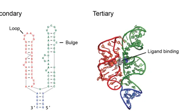 Figure 1.1: Explaination of the levels of RNA structure. The primary structure of RNA consists of  four different kinds of nucleotides linked together as a long chain