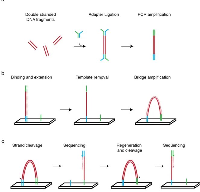 Figure 1.3: Explaination of paired end sequencing.  (A) Sequencing library construction