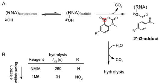 Figure  2.1:  RNA  SHAPE  chemistry.  (A)  Mechanism  in  the  context  of  the  concurrent  hydrolysis  reaction