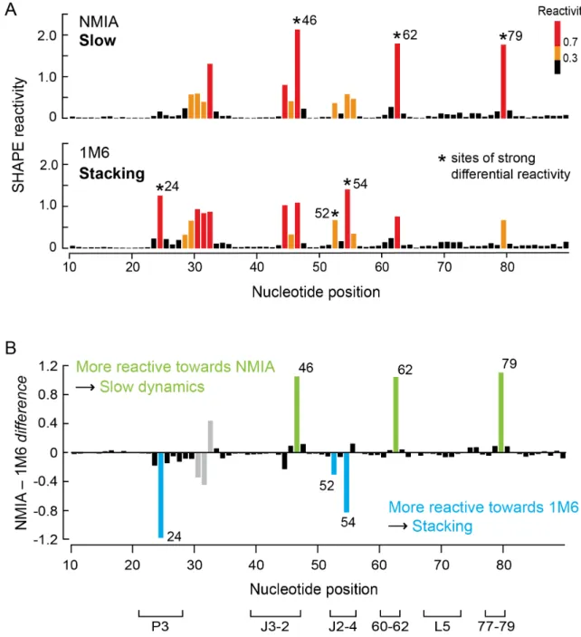 Figure  2.2:  SHAPE  analysis  of  the  ligand-bound  state  of  the  TPP  riboswitch