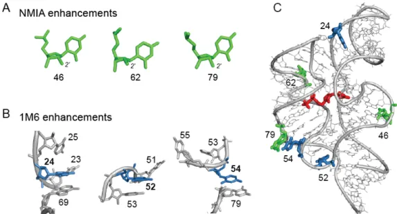 Figure  2.3:  Conformations  and  structural  contexts  for  nucleotides  exhibiting  differential  reactivities  in  the  ligand-bound  state  of  the  TPP  riboswitch