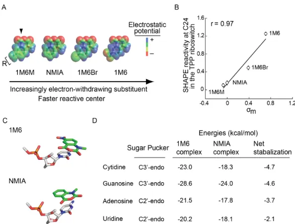 Figure  2.4:  Effect  of  varying  the  substituents  on  SHAPE  reactivity  and  electronic  structure  calculations  for  the  1M6-  and  NMIA-nucleotide  complex  stabilities