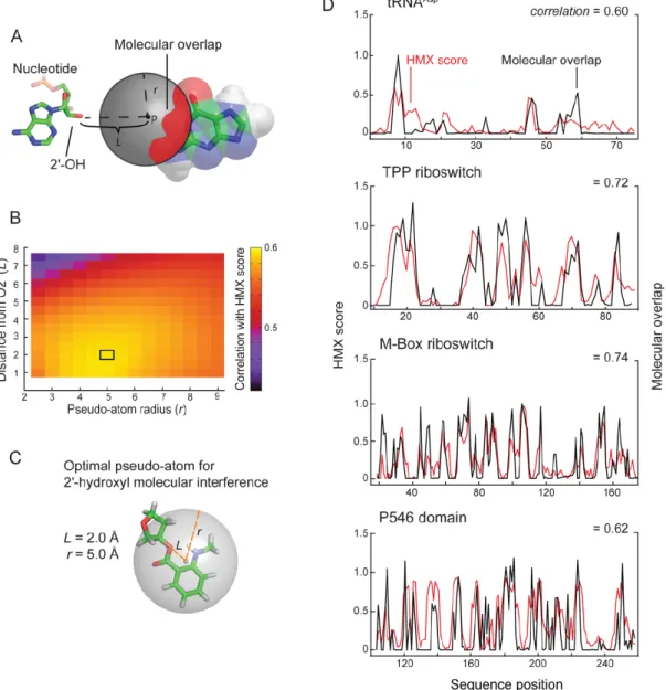 Figure 2.6: Physical model for 2'-hydroxyl molecular interference. (A) Model for interference by  molecular overlap in which adducts are represented by a pseudo-atom (grey) at a distance (L) from  the  O2'  position  at  radius  (r)