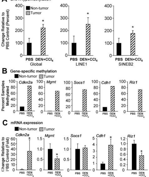 Figure 2.2A shows that DNA was markedly hypomethylated both globally and within LINE1 and  SINE B2 repetitive elements in tumors as compared to liver tissue from vehicle control mice