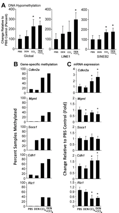 Figure  2.3.  DNA methylation and gene expression changes in non-tumor liver tissues during  fibrosis-associated hepatocarcinogenesis in mice