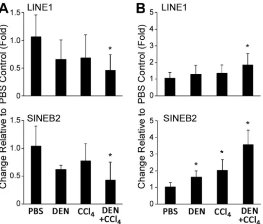 Figure 2.6.  Level of H3K9me3 at LINE1 and SINE B2 repetitive sequences and expression of  LINE1 and SINE B2 in the liver during fibrosis-associated liver carcinogenesis in mice