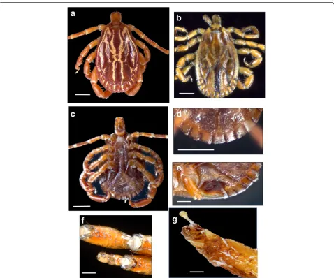 Fig. 3 Morphotype II:g Amblyomma maculatum (sensu stricto). Male, dorsal (a, USA; b, Venezuela) and ventral (c, d, USA) views; male, spiracularplates (e, USA); tibiae of legs II-IV in the male (f, USA) and female (g, USA)