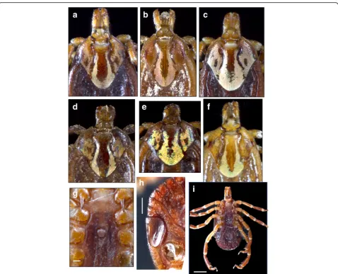 Fig. 4 Morphotype II: Amblyomma maculatum (sensu stricto). Female, variation in dorsal ornamentation (a-e, USA; f, Venezuela); genital aperture(g, USA)