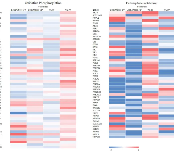 Fig. 3    Overview of lean-abdominally obese differences in expres- expres-sion of genes related to (left) oxidative phosphorylation and (right)  carbohydrate metabolism in PBMCs at fasting (T0) and during  post-prandial response (∆ lean vs