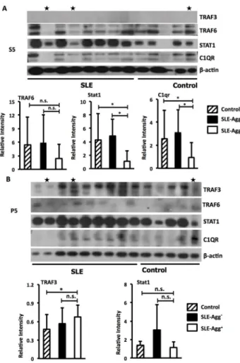 Figure 2. Levels of protein involved in MAVS signaling