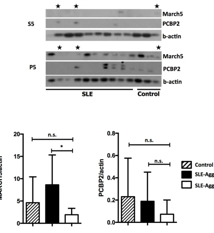 Figure 3. Decreased MARCH5 is associated with MAVS aggregation