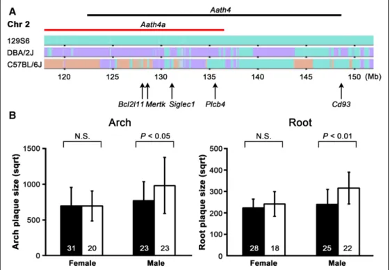 Figure 1. Aath4a DBA/DBA  males develop larger atherosclerotic plaques. A, Haplotype maps of Chr 2 taken from the Mouse Phylogeny  Viewer (http://msub.csbio.unc.edu/#viewer)