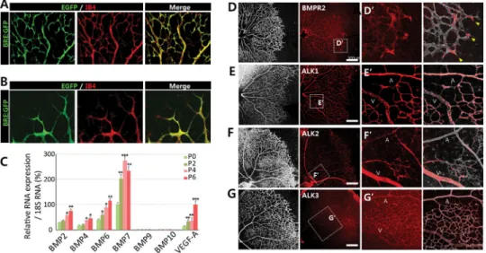 FIGURE 1. Diverse BMP ligands and receptors are expressed during retinal development (A–B) Representative overview of retinal vessels at (A) the retinal center and (B) vascular  front shown in higher magnification in postnatal day P5 BRE-gfp transgenic mic