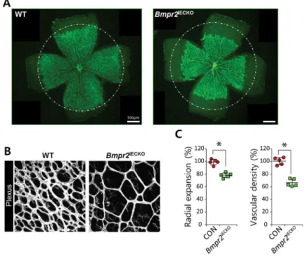 FIGURE 2. BMPR2 is essential for retinal angiogenesis
