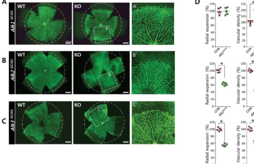 FIGURE 3. ALK2 and ALK3 promotes retinal angiogenesis