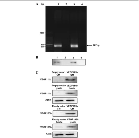 Fig. 1 The mRNA and protein expression of VEGF111b could be induced by Mitomycin C in ovarian cancer cells