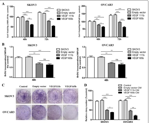 Fig. 2 VEGF111b overexpression inhibits proliferation of ovarian cancer cellscomplete medium for 2 weeks