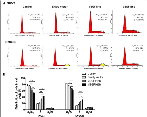 Fig. 3 VEGF111b overexpression induces cell cycle arrest. (and VEGF165b is overexpressed, respectively