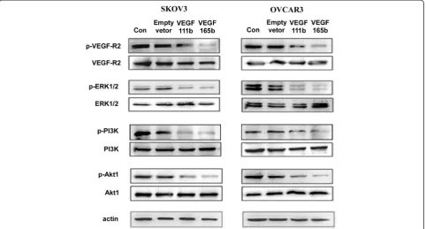 Fig. 4 VEGF111b overexpression reduces VEGF-R2 phosphorylation and its downstream signaling