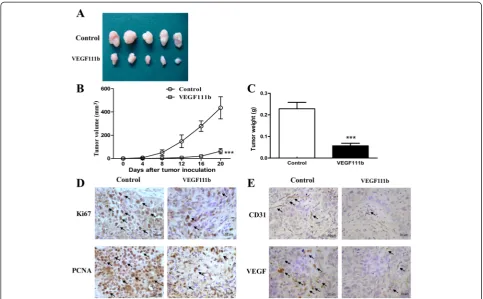 Fig. 5 VEGF111b overexpression inhibited growth of SKOV3 tumor xenografts. After transfection with empty lentivirus and VEGF111b lentivirus,presented as the mean tumor volumes of mice in both VEGF111b and empty lentivirus vector groups on the days incubati