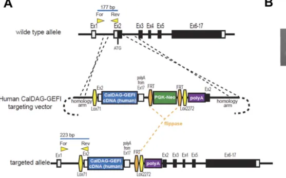 Figure 1. Generation of a CalDAG-GEFI humanized mouse model