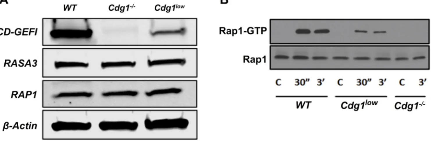 Figure 2. Markedly reduced expression of CD-GEFI in hypomorphic mice (Cdg1 low )