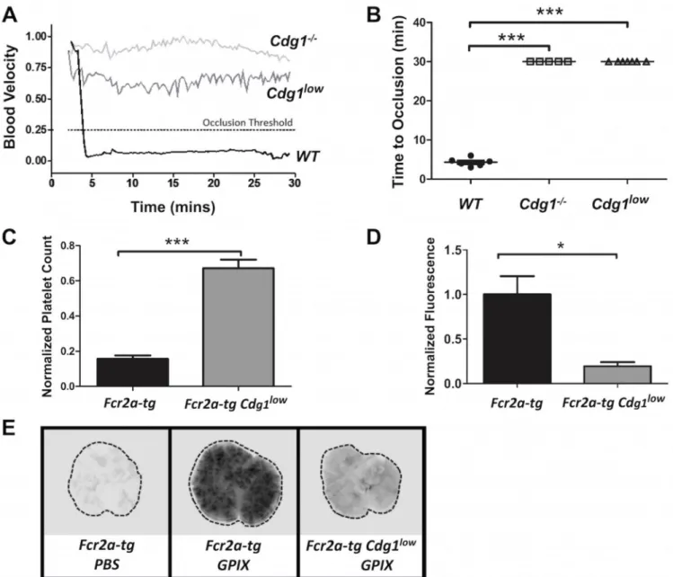 Figure 7. Cdg1 low  mice are protected from FeCl 3 - and immune mediated thrombosis