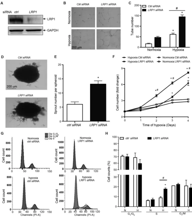 Figure 3. LRP1 knockdown in HRECs promotes angiogenesis, endothelial proliferation and cell  cycle progression
