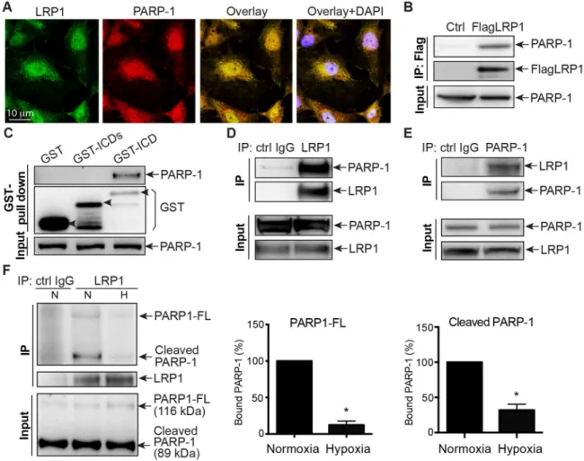 Figure 4. LRP1 interacts with PARP-1 in HRECs