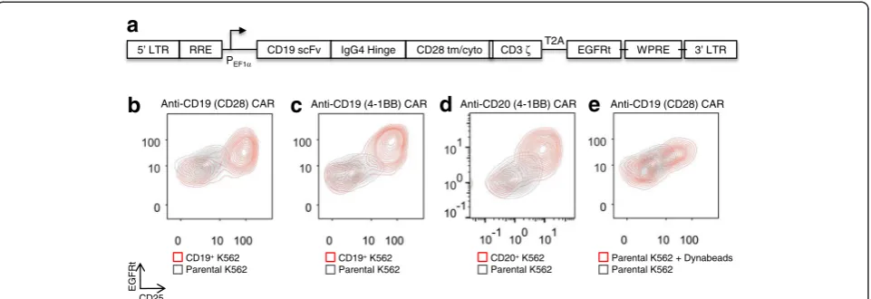 Fig. 1 A CARhi/CD25+ population emerges upon antigen stimulation of CAR-T cells. a Schematic of the second-generation anti-CD19 CAR with CD28co-stimulatory domain; cyto: cytoplasmic domain; EGFRt: truncated EGFR peptide; LTR: long terminal repeats; RRE: Re
