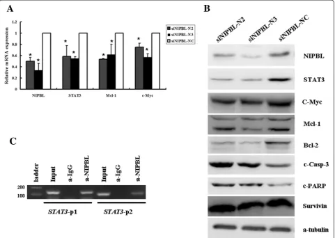 Figure 5 Knockdown of NIPBL inhibited expression of STAT3-related gene, NIPBL directly regulate the expression of STAT3.transfected with siNIPBL or non-targeting scramble siRNA for 48 h, RT-PCR analysis oftransfection 72 h, H1299 cells collected and subjec