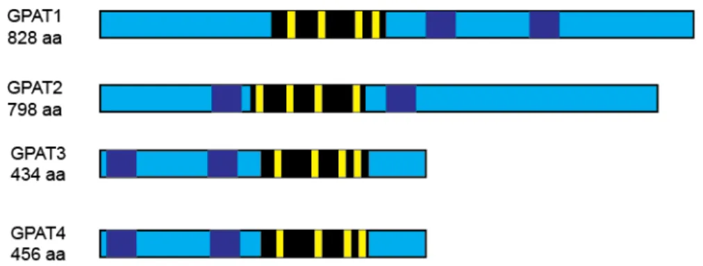Figure 2.2: Acyltransferase motifs, active site, and predicted transmembrane  domains of murine GPAT isoforms