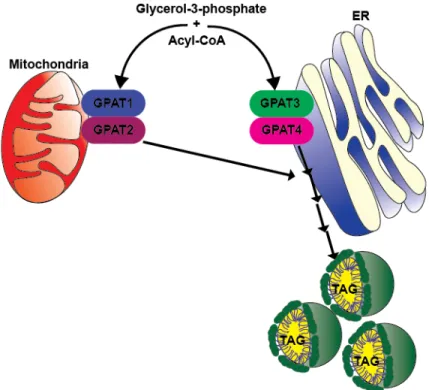 Figure 2.3: GPAT isozyme subcellular location.  GPAT1 and GPAT2 are localized to  the outer mitochondrial membrane whereas GPAT3 and GPAT4 are located on the  endoplasmic reticulum