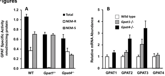 Figure 3.1: GPAT specific activity and mRNA expression in primary hepatocytes  from wild type, Gpat1 -/-  and Gpat4 -/-  mice