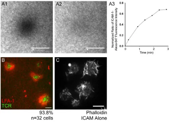 Figure 3. Mobility of ICAM-1 in planar bilayers and efficiency of IS formation in Jurkat  T cells