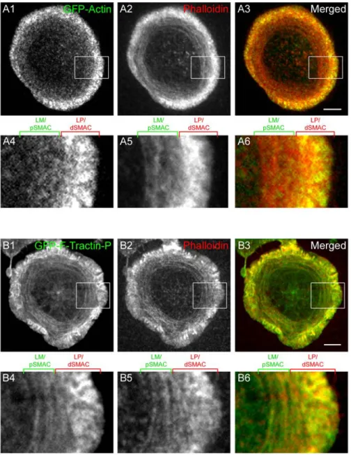 Figure 5.  Comparison of F-actin structures at the IS reported by GFP-actin and  mGFP-F-Tractin-P