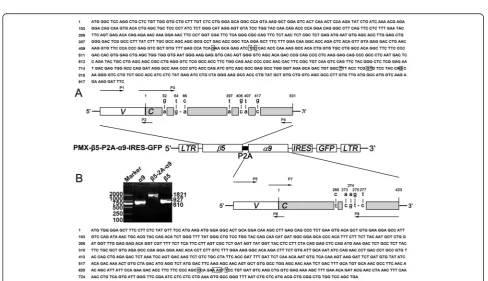 Figure 1 CDR3 spectratyping of CD8+ T cell TCR α and β chain genes before and after stimulation with the Mtb 38-kDa antigen